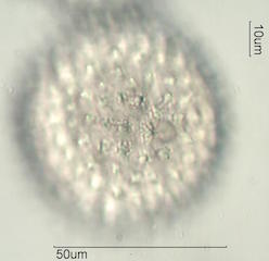 Sida acuta Pollen